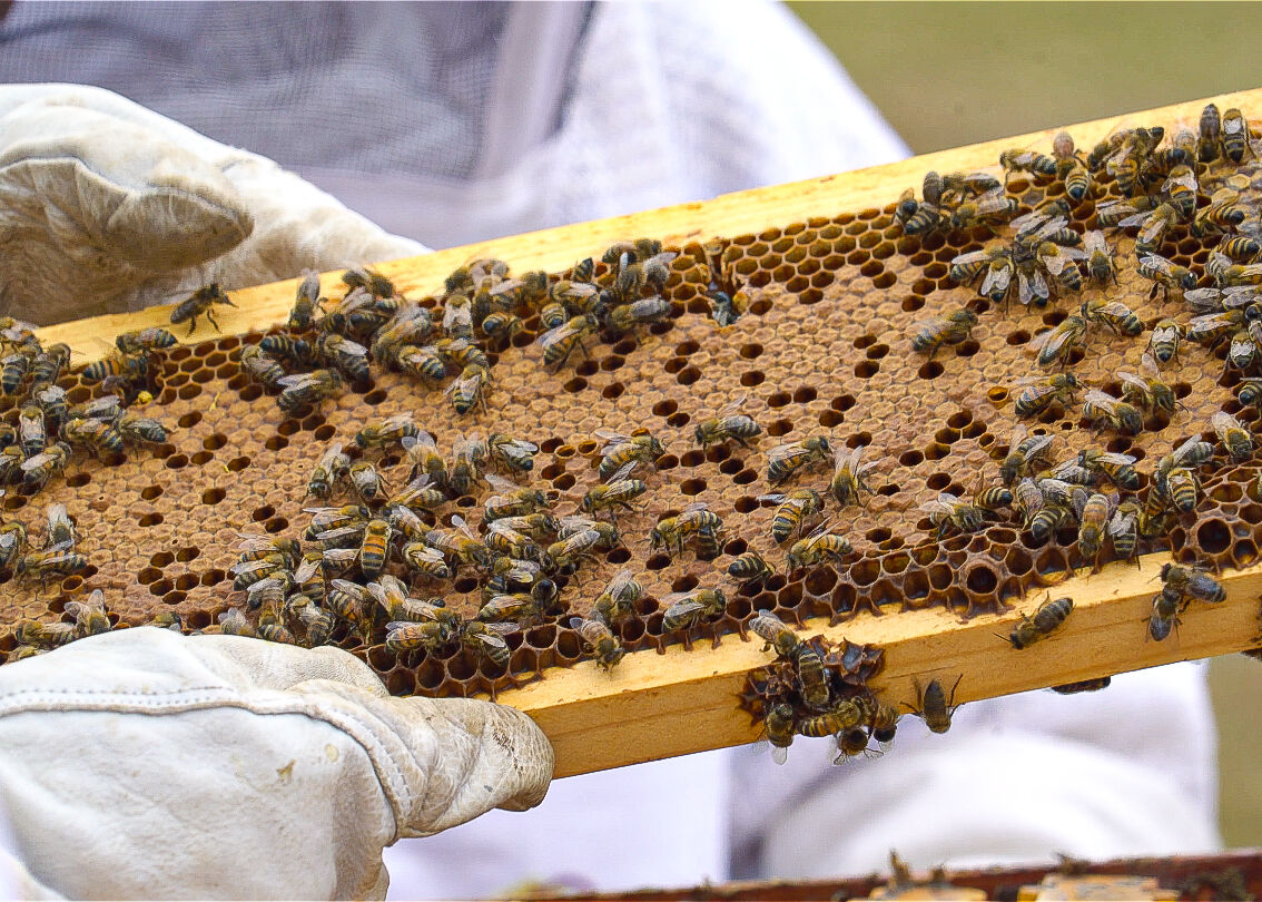 09252020_tmt_news_hawkins_bees_7.jpg